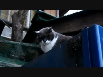 逃げない野良猫と柴犬クッキーさん