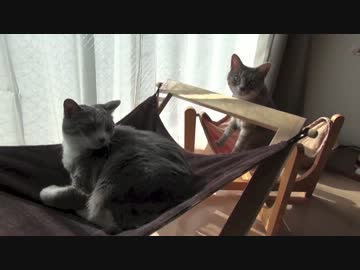 【モアクリ】 ハンモッカーズ2