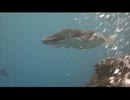 【永井先生】巨大イカ、エギング動画鑑賞