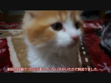 【リア獣】 食後の風景　【猫万歳】