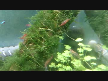 【ゆっくり】初心者が水槽を立ち上げる