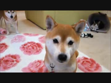 柴犬たちと猫の日常ひとコマ