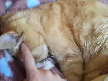熟睡中