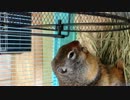 テスト動画 ガジ郎