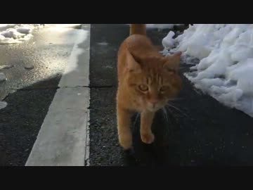 野良猫のファミリーに招待されてみた