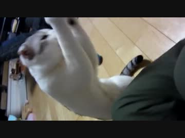だごちん、おもちゃで遊ぶ