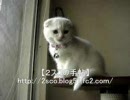 【かわいい】ムーちゃん【監視員】