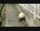 野良猫の交尾の撮影に成功【成人指定】