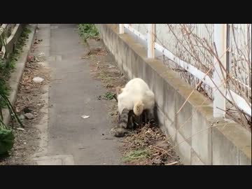 野良猫の交尾の撮影に成功【成人指定】