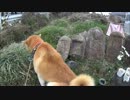 お地蔵様の怒りを知る柴犬 Anger of Ksitigarbha.