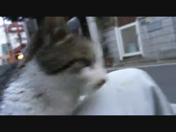 最強に人懐こい野良猫の必殺技をご覧ください
