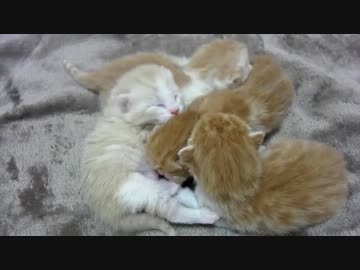 子猫産まれたて（生後４日経ちました）