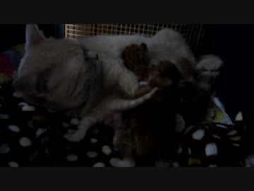 子猫たちの戦い（おっぱい争奪戦）２
