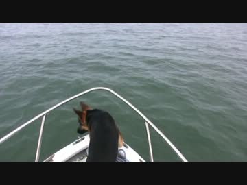 イルカを見た犬の反応