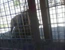 食事中の雌ライオンを食事しようとした雄ライオンが・・・