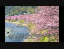 【バンディット1250S】河津桜を観に行こう【伊豆】