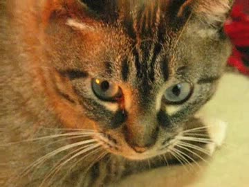 雪に備えてヒーターを出したらジャンくんはすかさず