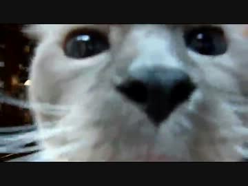 【レオ★ララ】　ラグドールララの実家で＃２ 　