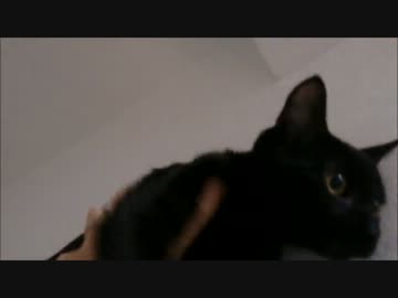 降りられない猫