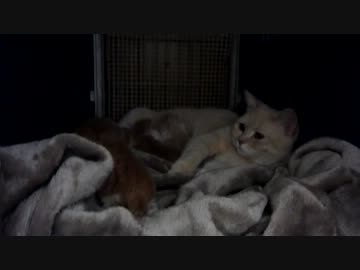 子猫産まれたて（生後６日経ちました）