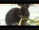 ごま食事中