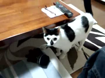 どこまでも着いてくる猫