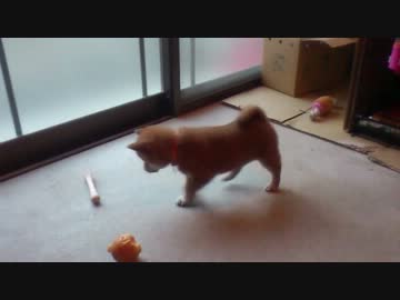 2つのオモチャに迷う柴子犬