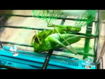 ヤブキリに不意打ちするが死のベロチューされるクッソ弱いカマキリ先輩