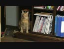 【ねこダイエット日記】まさかの増量【ぬこぬこ動画】
