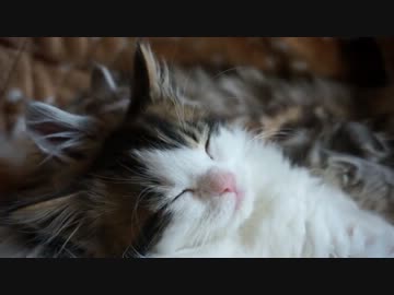 【リア獣】 甘えっ子　【猫万歳】