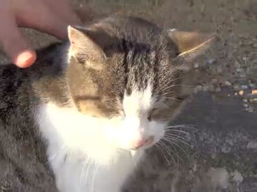 フリマのヒゲ猫