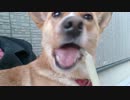 愛犬ナナと暮らしましょう（1年と321日目）～飼い主はソファーではない～