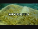 挑発するクサガメ兄貴.mp4