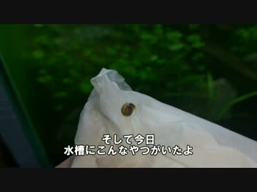 【ゆっくり】初心者が水槽を立ち上げる その２