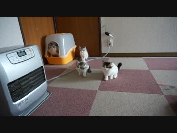 【リア獣】 今日も猫は元気　【猫万歳】