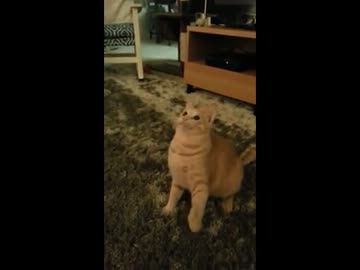 高速で動く猫