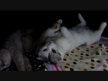 子猫産まれたて（生後８日経ちました）
