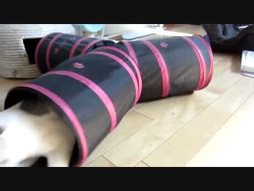 だごちん、トンネルではじけて遊ぶ