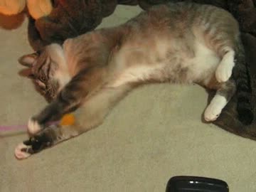 ハロゲンヒーターがジャンくんの心を溶かした？