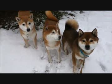 雪の中元気に遊ぶ柴犬親子