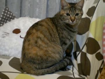 拾いねこ＠生後604/571日　なんか知らんけどぺろぺろしてくれるふたり