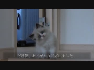 ラグドールのレオ　Vol.10 今度こそ階段を降りたい子猫【リベンジ】