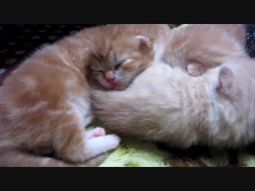 子猫産まれたて（生後９日経ちました）