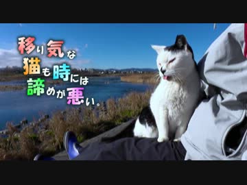 移り気な猫も時には諦めが悪い。【魚くれくれ野良猫】
