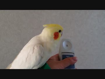 オカメインコ　寝癖がなおりません