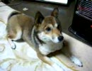 ただの犬動画