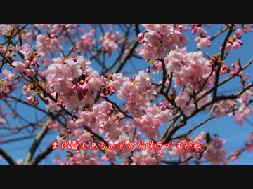 【河津桜】Daytona675と走ってきました。Part1