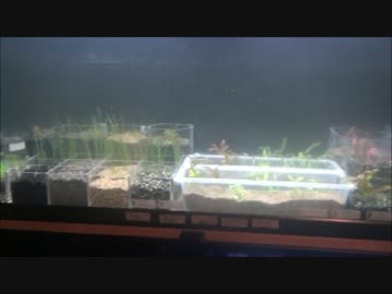 【水槽68】底床4種×水草7種→成長比較 Part1(7 plants growth on 4 different sands)