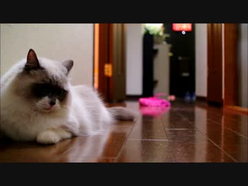 ゆきづまるピンクの人にそっと手をさしのべる猫
