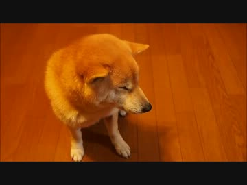 かわいい柴犬クッキーさん